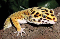 Leopard Gecko