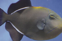 Marine Black Triger