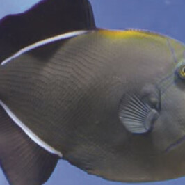 Marine Black Triger