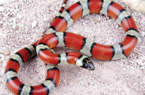 Milksnake