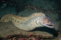 Murena Helena