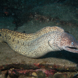 Murena Helena