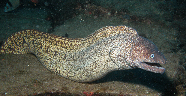 Murena Helena