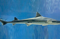 Mustelus Mustelus