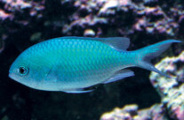 Blue Green Chromis