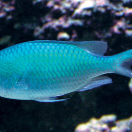 Blue Green Chromis