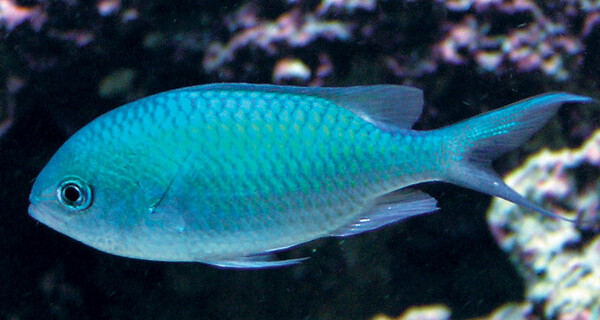 Blue Green Chromis