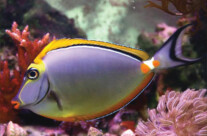 Blond Naso Tang
