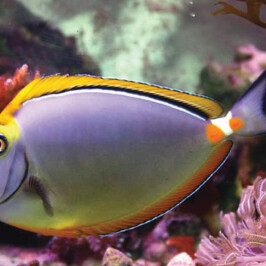 Blond Naso Tang