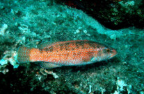 Labrus Viridis