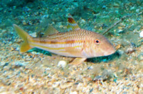 Mullus Surmeletus