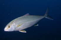 Seriola Dumerili