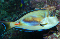 Acanthurus Sohal