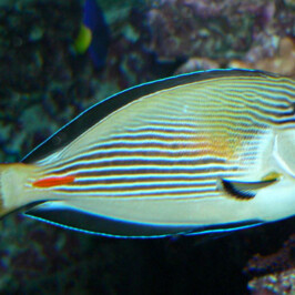 Acanthurus Sohal
