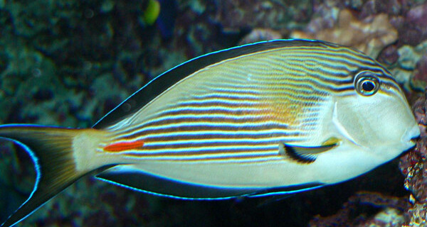 Acanthurus Sohal