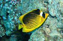Chaetodon Fasciatus