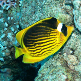 Chaetodon Fasciatus