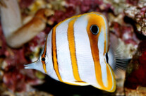 Chelmon Rostratus