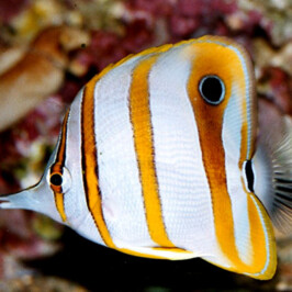 Chelmon Rostratus