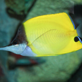 Forcipiger Flavissimus