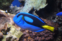 Paracanthurus Hepatus