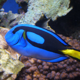 Paracanthurus Hepatus