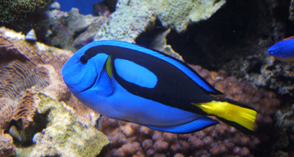 Paracanthurus Hepatus