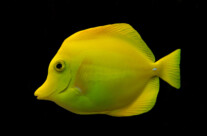 Zebrasoma Flavescens