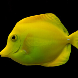 Zebrasoma Flavescens