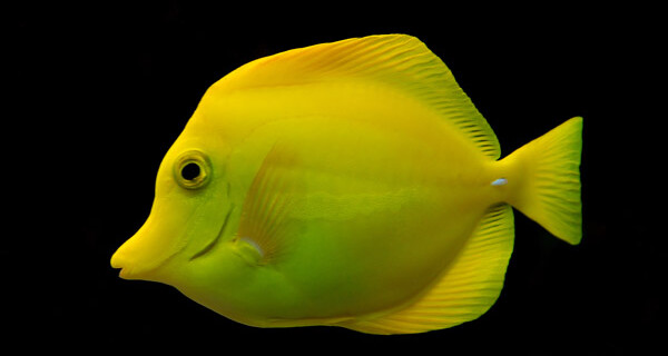 Zebrasoma Flavescens