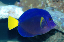 Zebrasoma Xanthurum