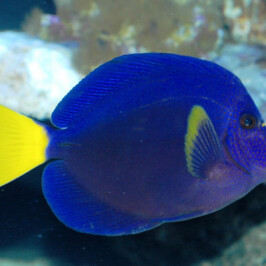 Zebrasoma Xanthurum