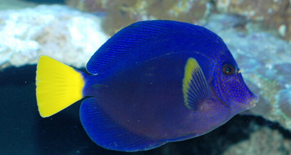 Zebrasoma Xanthurum