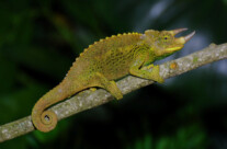Jackson chameleon