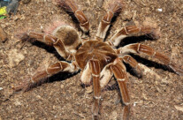 Goliath birdeater tarantula