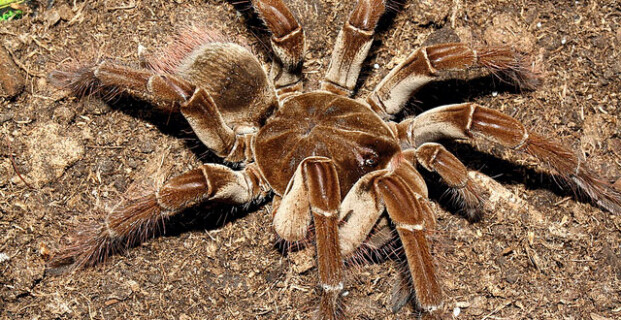 Goliath birdeater tarantula