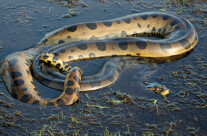 Anaconda