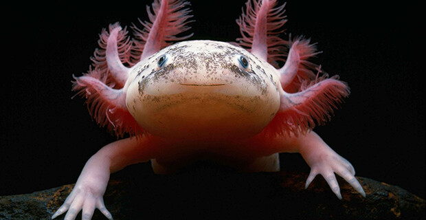 Axolotl