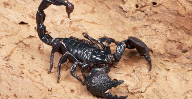 Emperor Scorpion