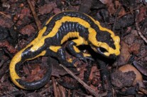 Fire Salamander
