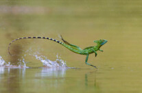 Green basilisk