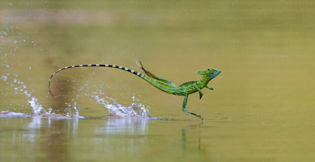 Green basilisk