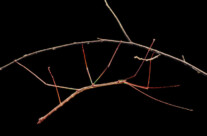 Walking Stick