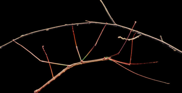 Walking Stick