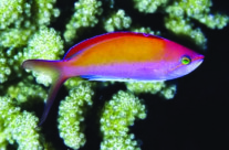 Dispar Anthias