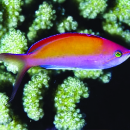 Dispar Anthias