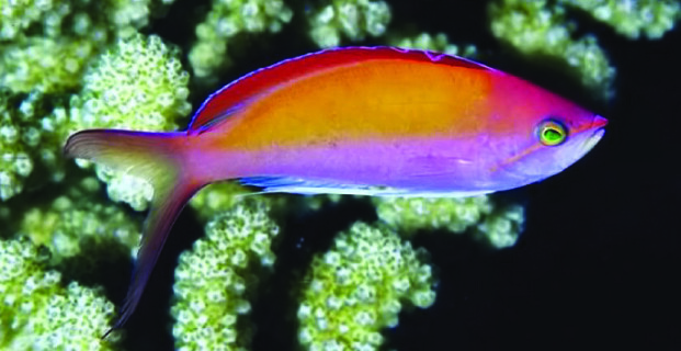 Dispar Anthias