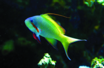 Huchitis Anthias