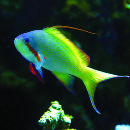 Huchitis Anthias