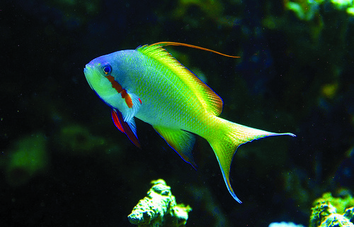 Huchitis Anthias